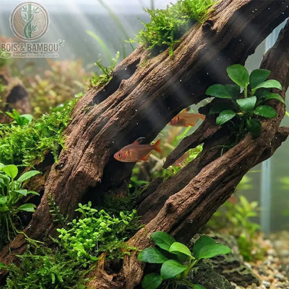 Bois Flotté Naturel Foncé. Une grande racine de bois flotté texturée dans un aquarium planté, servant de décor naturel pour de petits poissons rouges nageant à travers ses cavités.