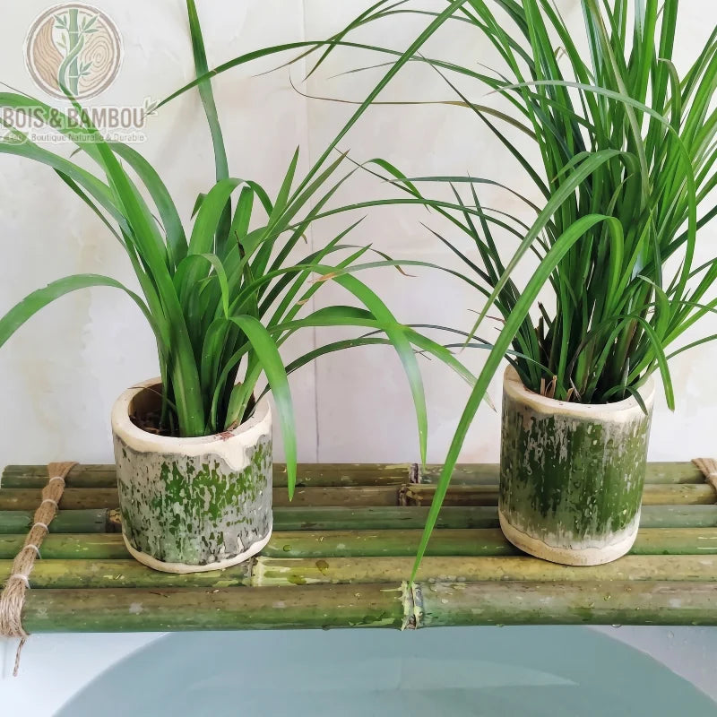 Radeau en bambou naturel pour aquarium. Deux plantes vertes dans des pots artisanaux en bambou posés sur un petit radeau flottant de tiges de bambou liées par de la corde fine.