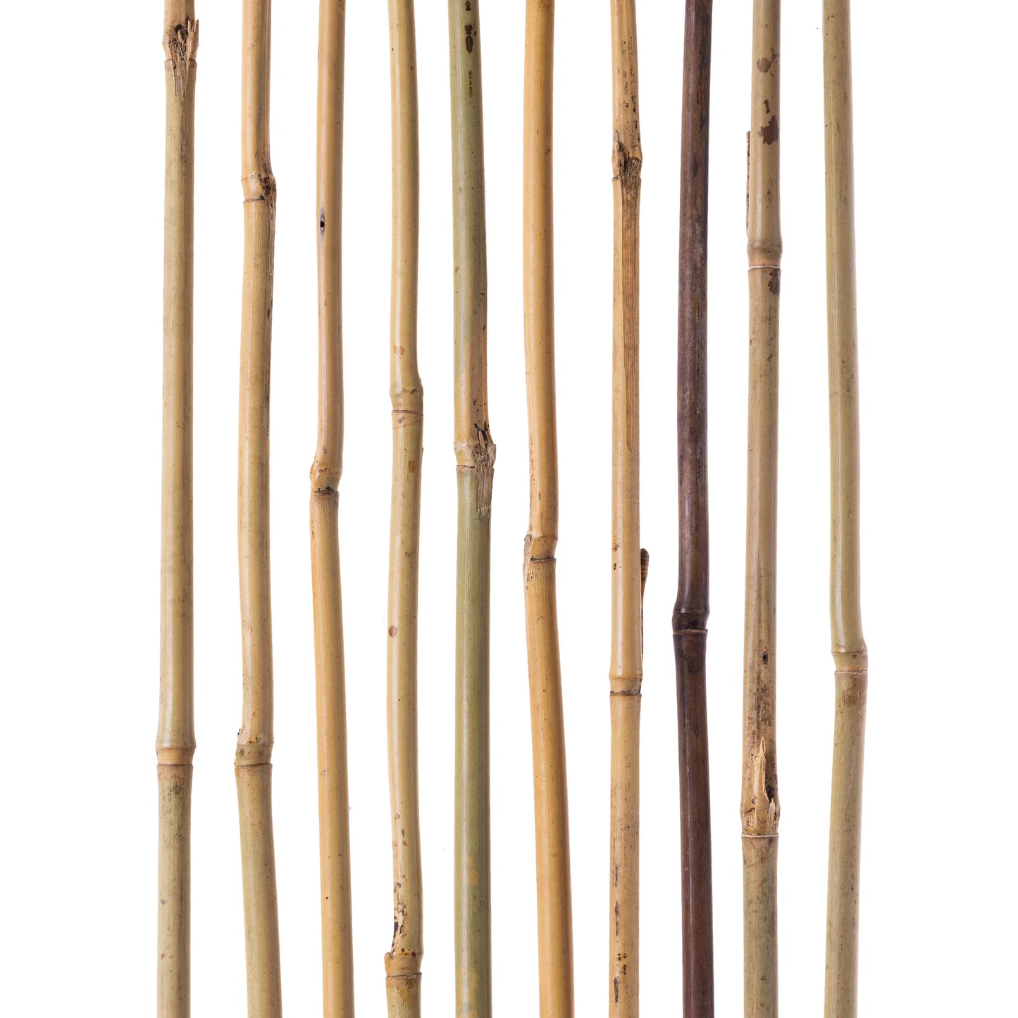 Tuteurs en Bambou Naturel Vert