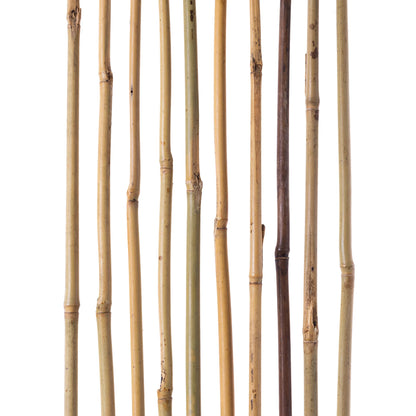 Tuteurs en Bambou Naturel Vert