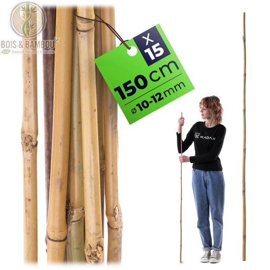 Tuteurs en Bambou Naturel Vert. Lot de 15 tiges de bambou de 150 cm de haut, illustrées en gros plan avec une étiquette et tenues par une personne pour montrer l'échelle sur fond blanc.