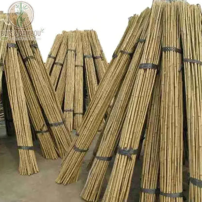 Tuteurs en Bambou Naturel. Plusieurs fagots de tiges de bambou naturel longs et droits, liés par des attaches noires et entreposés verticalement pour le jardinage.