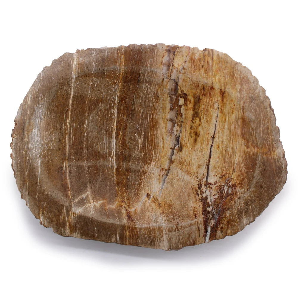 Porte-savon bois pétrifié brun vu de dessus, coupelle creusée, cernes et veines ocre du bois d'origine
