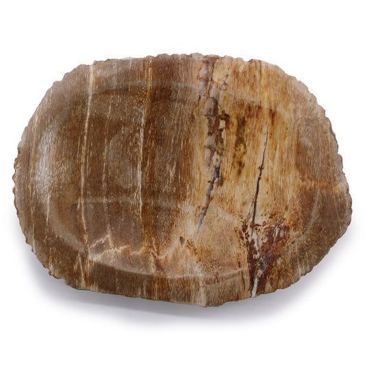 Porte-savon bois pétrifié brun vu de dessus, coupelle creusée, cernes et veines ocre du bois d'origine