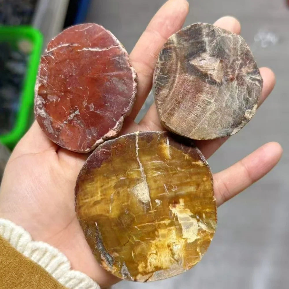 Trois tranches de bois fossilisé polies tenues en main, teintes rouge, grise et jaune, exemples de couleurs possibles